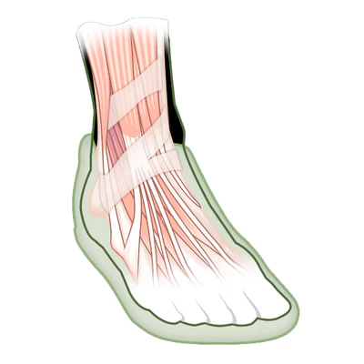 foot muscles new